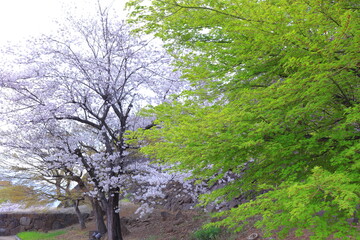  Maizuru Castle Park with cherry blossoms at Marunouchi, Kofu, Yamanashi, Japan