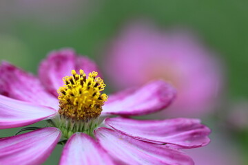 秋風に揺れて咲く