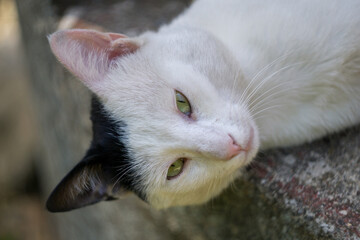 A white cat with a black ear and green eyes lies horizontally and looks at the camera