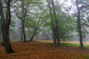 Fototapeta premium Trees on a carpet of orange leaves in an autumn forest against a background of fog