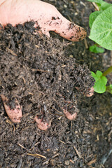 Kompost - Gartenarbeit 