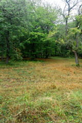 Clearing with yellow and green grass at the edge of the forest after rain