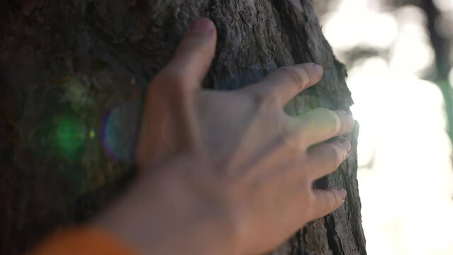 Environment concept. love for nature. ecology. man's hand on a tree trunk. protection from pollution and deforestation.man's hand lies on tree trunk. connecting man with nature. nature lover hugs tree