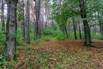 Deciduous and coniferous trees in the autumn forest after the rain. Green and yellow leaves around