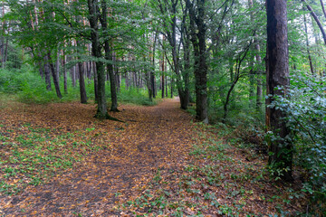 Autumn forest after rain, green bushes, path strewn with yellow leaves
