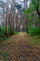 Coniferous trees along the edges of an earthen path in the forest after rain are strewn with orange leaves