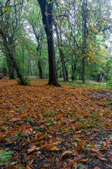 Deciduous forest with a carpet of orange leaves after the rain