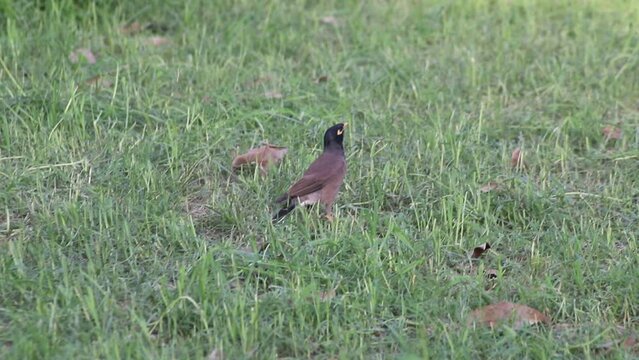 Myna, walking on the ground. Myna bird eyes are covered by green grass. Maina (yellow-eyed starling) one of the most beautiful and common birds in Israel. Beautiful 4k footage.