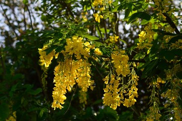 ゴールデンチェーン（金鎖）（黄花藤）