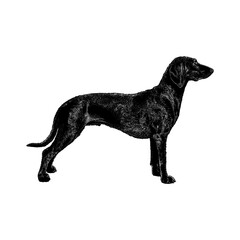 Bavarian Mountain Hound hand drawing vector isolated on background.