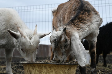 Portrait of a white goat outside on a farm