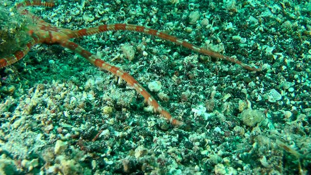A brightly colored Smooth Brittle Star (Ophioderma longicauda) crawls slowly along a sandy bottom, close-up.