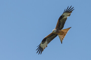 The red kite in flight against a clear blue sky