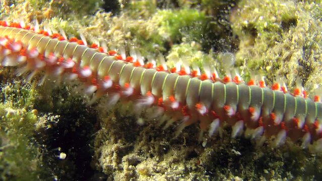 Dangerous polychaete Bearded fireworm (Hermodice carunculata) crawls through the frame, side view from above, macro.