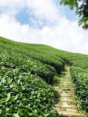Obraz premium tea garden stairs