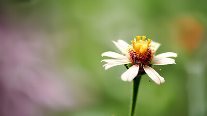 Fototapeta premium Beautiful flowers bring back memories.