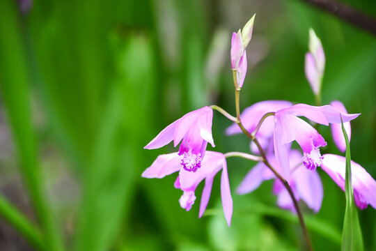 シラン　Chinese Ground Orchid