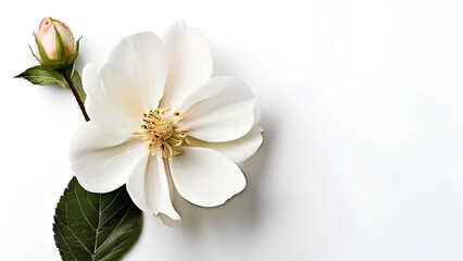 Fototapeta premium Beautiful flowers bring back memories.