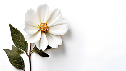 Obraz premium Beautiful flowers bring back memories.
