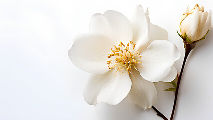 Obraz premium Beautiful flowers bring back memories.