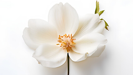 Beautiful flowers bring back memories.