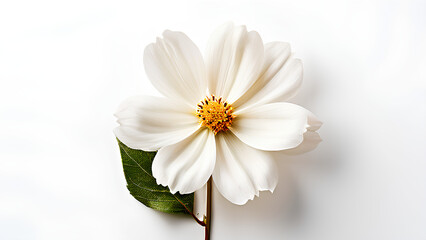 Obraz premium Beautiful flowers bring back memories.