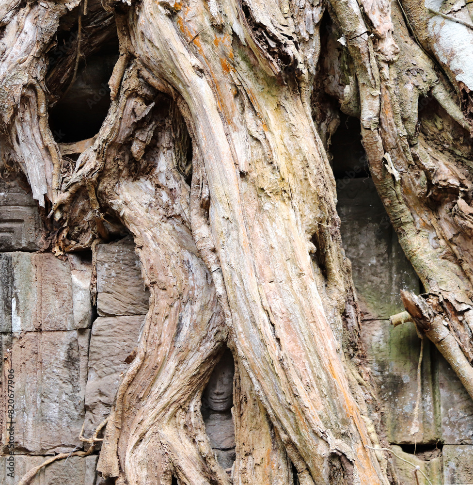 Sticker Stone carving face of apsara looking out of the interlacing of tree roots,Ta Prohm Temple, Angkor wat complex, Siem Reap, Cambodia, Asia