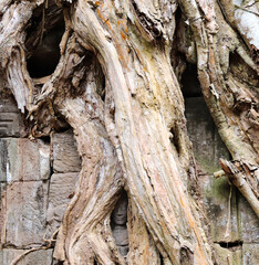 Stone carving face of apsara looking out of the interlacing of tree roots,Ta Prohm Temple, Angkor wat complex, Siem Reap, Cambodia, Asia
