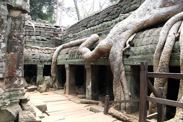 Roots of giant banyan tree on Ta Prohm temple ruins, Khmer ancient temple  Angkor Wat (Angkor Thom), Siem reap, Cambodia