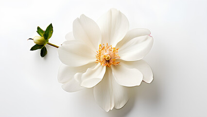 Obraz premium Beautiful flowers bring back memories.