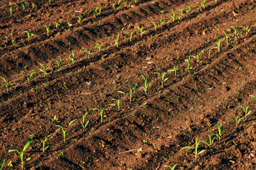 Corn seedlings in field, fresh green maize sprouts on agricultural plantation