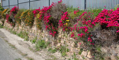 Plantation de fleurs les longs des routes en Bretagne