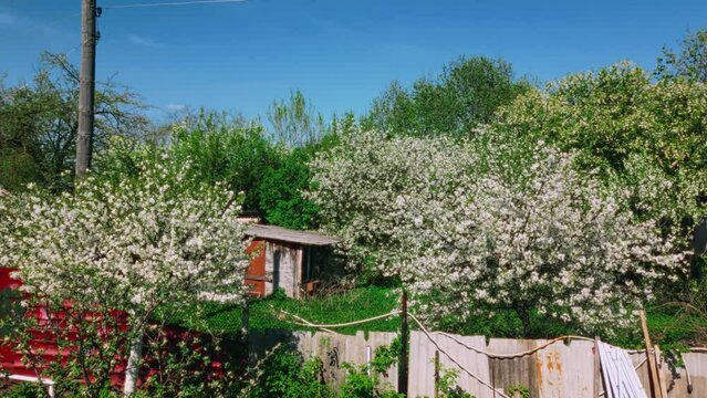 White apple blossom trees in rural village garden area movement forward