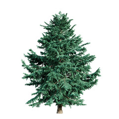 Abies Concolor fir tree isolated on transparent background. 3D render.