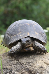 a turtle in meadow in spring

