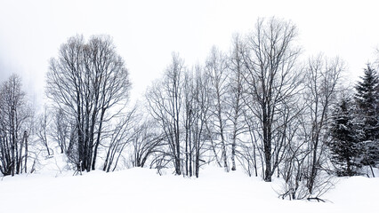 winter landscape of trees covered with snow