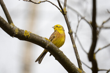 The yellowhammer bird (Emberiza citrinella) stiing on a branch