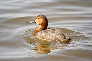 Common Pochard Aythya ferina swimming in the pool