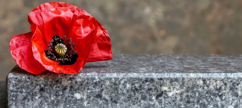 Paying tribute to fallen heroes  close up of a red poppy placed on a dignified war memorial