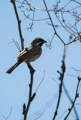 Desert birds