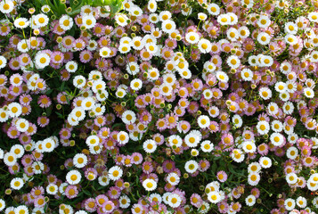 Buisson de pâquerettes des murailles sur la côte bretonne - France