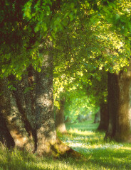 forest in the morning