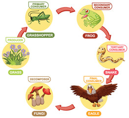 Depicts the food chain with various consumers