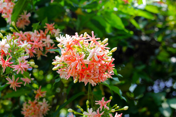 Chinese honey Suckle, Rangoon Creeper, Drunken Sailor.