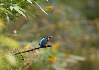 丸く太ったカワセミの子供