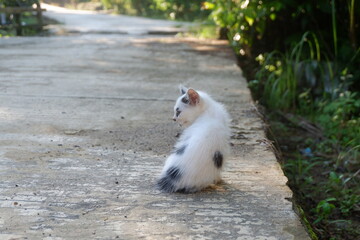 Fototapeta premium photography of domestic street kitten