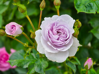 Exquisite Beauty: Close-Up of a Rare Lavender Rose