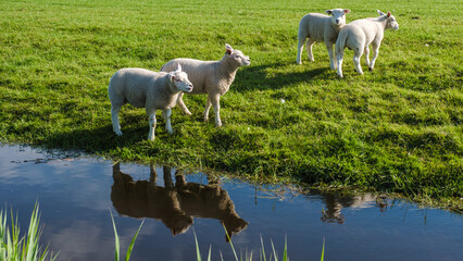 Fototapeta premium Three fluffy white sheep peacefully grazing in a lush grassy field near a serene pond under the clear blue sky.