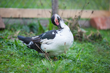  Muscovy duck at cloudy day in autumn