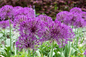 A unique allium giganteum flower with large spherical flowers.